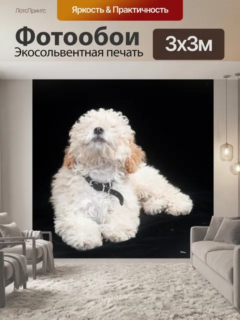 Фотообои Пудель