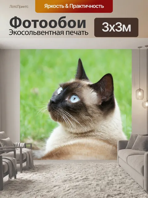 Фотообои Кот