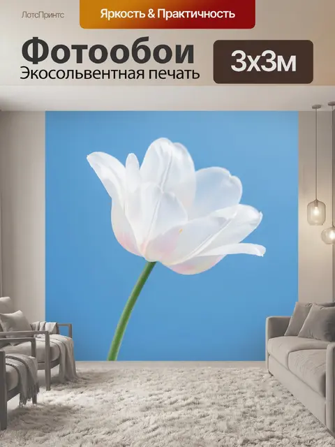 Фотообои Белый тюльпан на голубом фоне