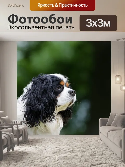 Фотообои Кавалер кинг чарльз спаниель