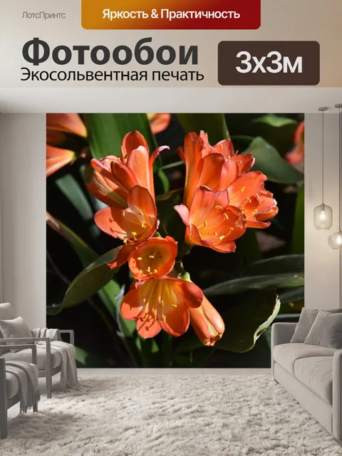 Фотообои Цветок оранжевой лилии