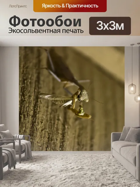 Фотообои Богомол