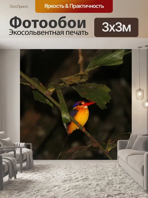 Фотообои Восточный карликовый зимородок