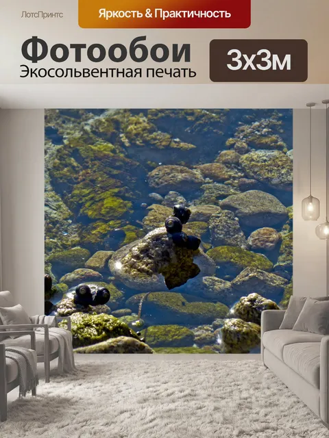 Фотообои Морские улитки