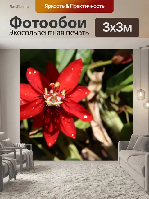 Фотообои Коста-Рика красный цветок