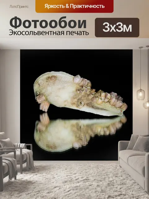 Фотообои отражение, зеркало, предмет