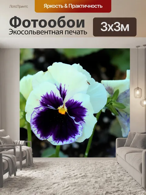 Фотообои Белый и фиолетовый анютины глазки крупны