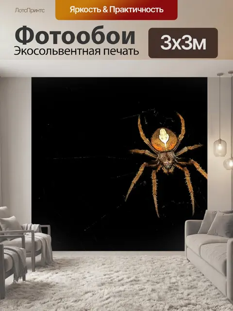 Фотообои Паука ночного