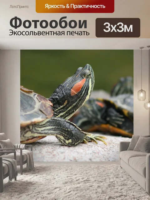 Фотообои Черепаха