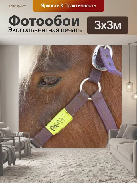 Фотообои Крупным планом пони голове