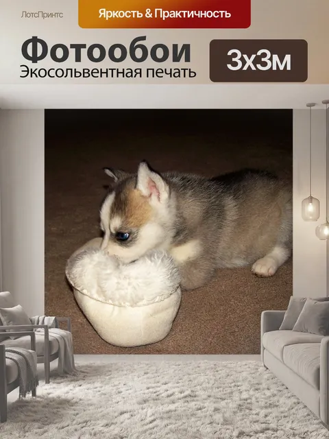Фотообои Сибирский хаски-щенок с обувью