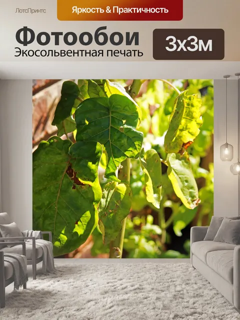 Фотообои солнечный свет на молодом дереве томата