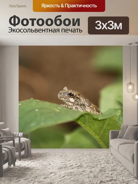 Фотообои Крошечная лесная лягушка