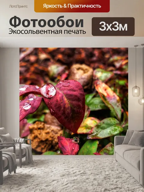 Фотообои Капли дождя красного растения