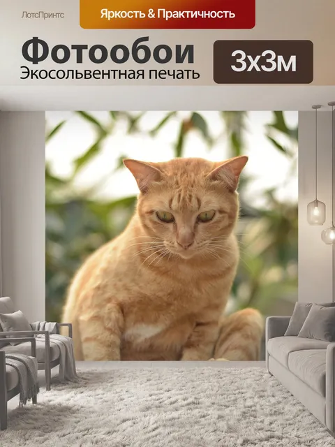 Фотообои Оранжевый кот сидел