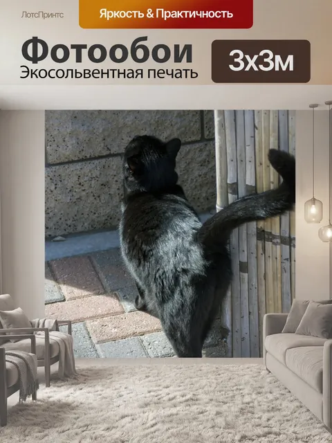 Фотообои черная кошка