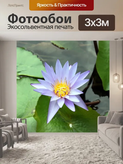 Фотообои фиолетовый и белый цветок лотоса