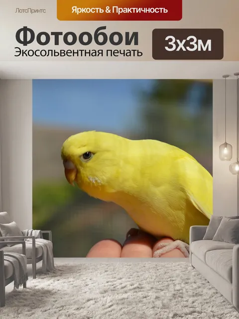 Фотообои Волнистый попугайчик