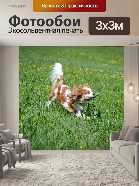 Фотообои Кавалер