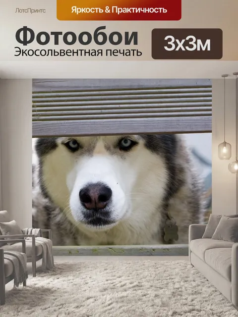 Фотообои Глаза собаки