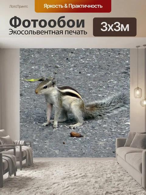 Фотообои Индийская пальмовая белка