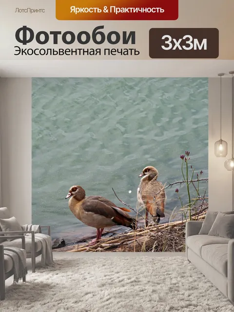 Фотообои Египетские гуси на краю плотины