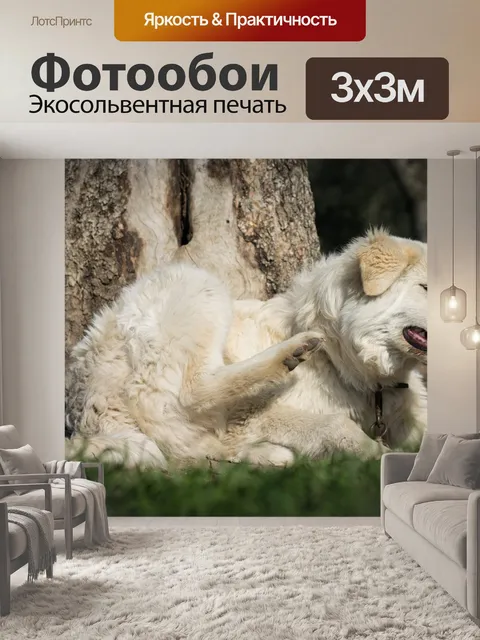Фотообои Собака