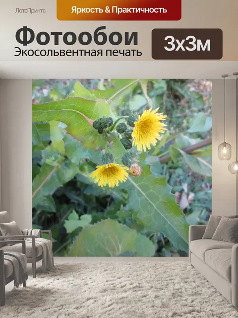 Фотообои Небольшие Цветы 1