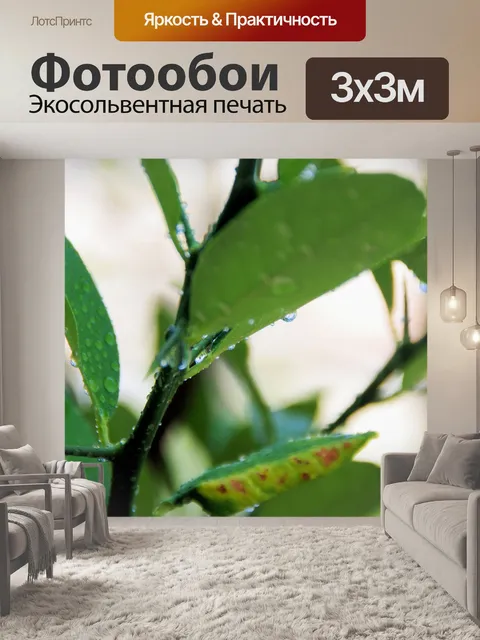 Фотообои Лимонное дерево с каплями воды