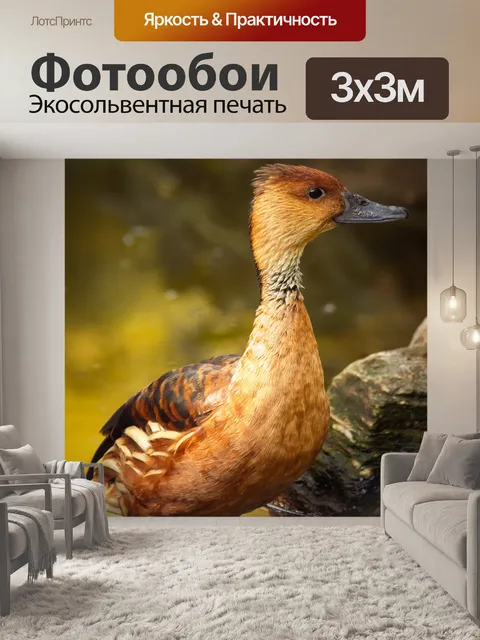 Фотообои милая коричневая утка