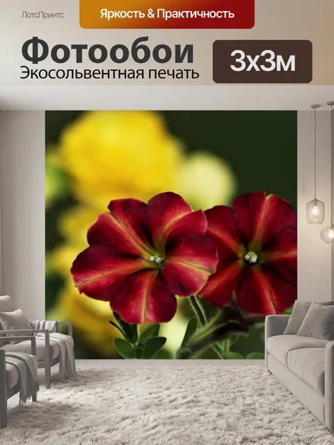 Фотообои Две красные петунии крупным планом