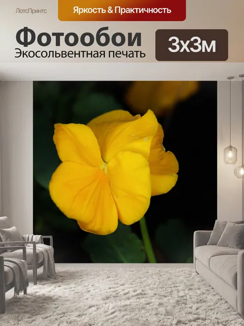 Фотообои Желтая анютины глазки на черном