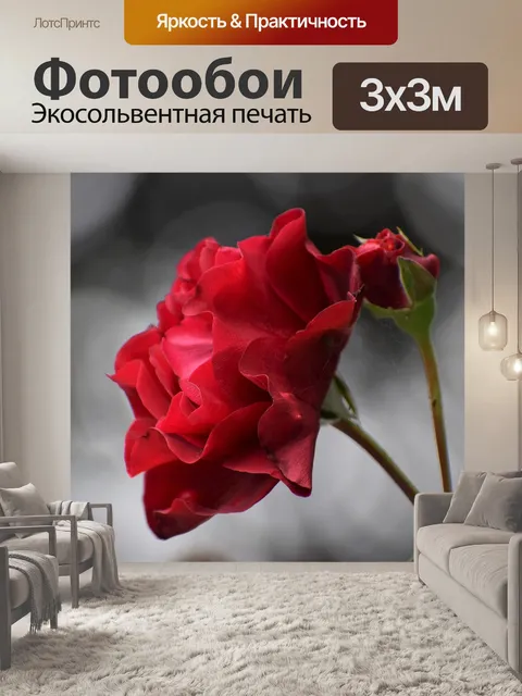 Фотообои Красная роза