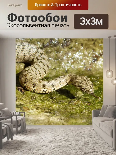 Фотообои Змея