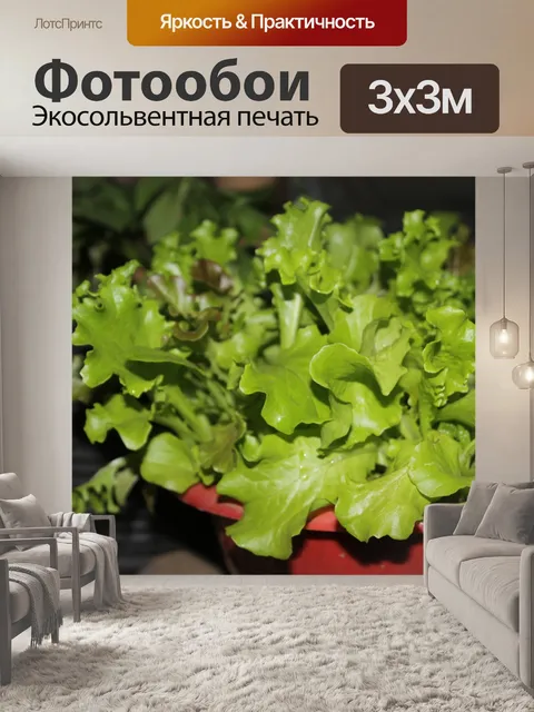 Фотообои Зеленый салат