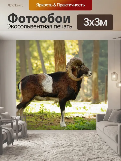 Фотообои Муфлон дикое овечье животное