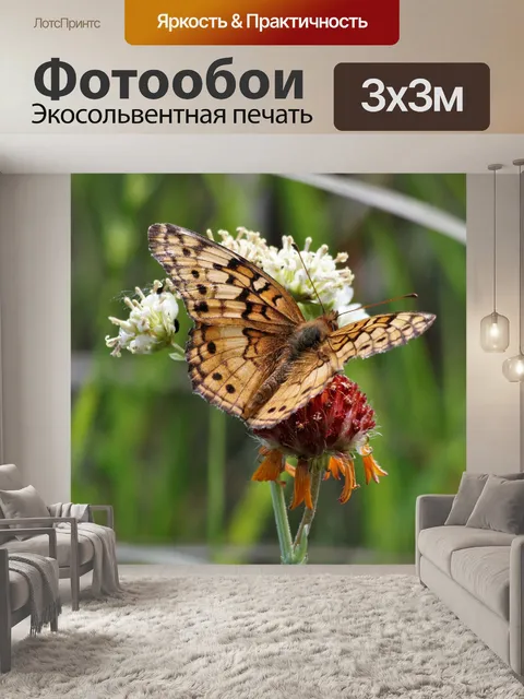 Фотообои Разноцветная бабочка-бабочка 2