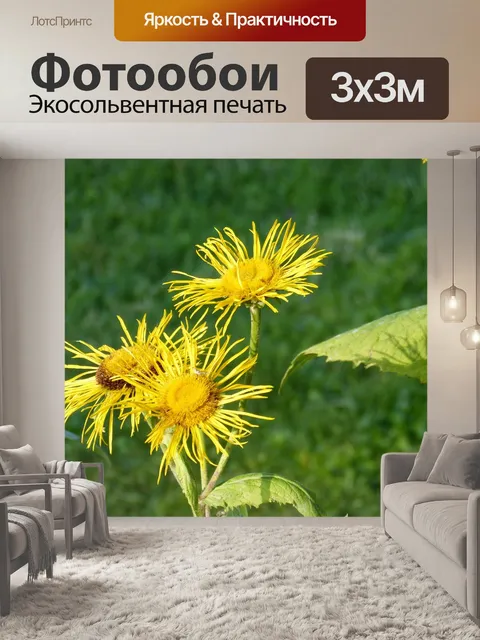 Фотообои Alant