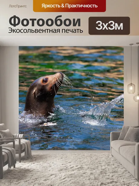 Фотообои Морской лев
