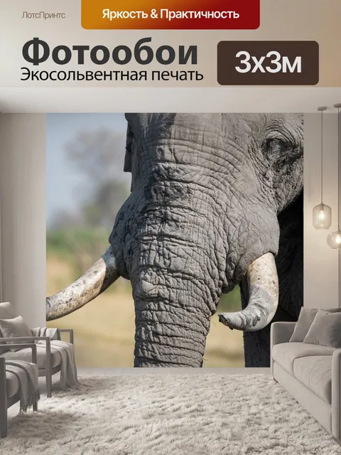 Фотообои Слон