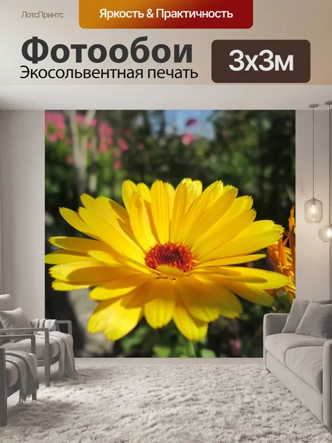 Фотообои Календулы