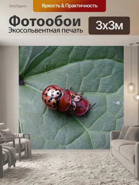 Фотообои красно-черные пятнистые черепахи