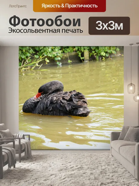 Фотообои Черный лебедь серия 1 водный балет 8