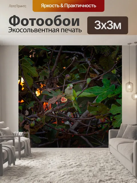 Фотообои Попугай