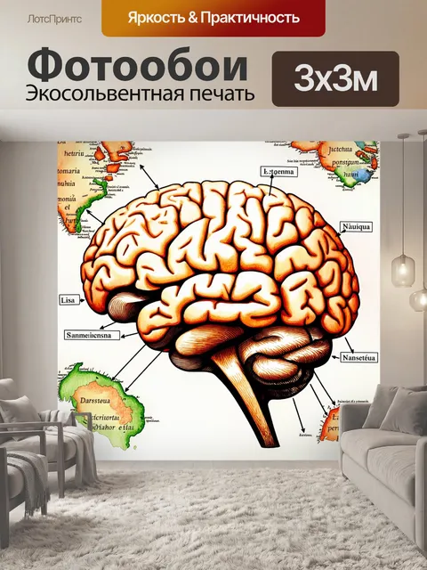 Фотообои схема человеческого мозга с выделением важных областей