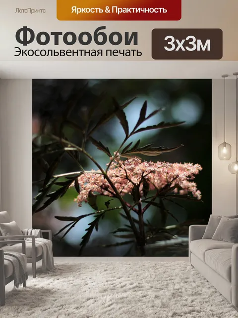 Фотообои Бузина черная черное кружево