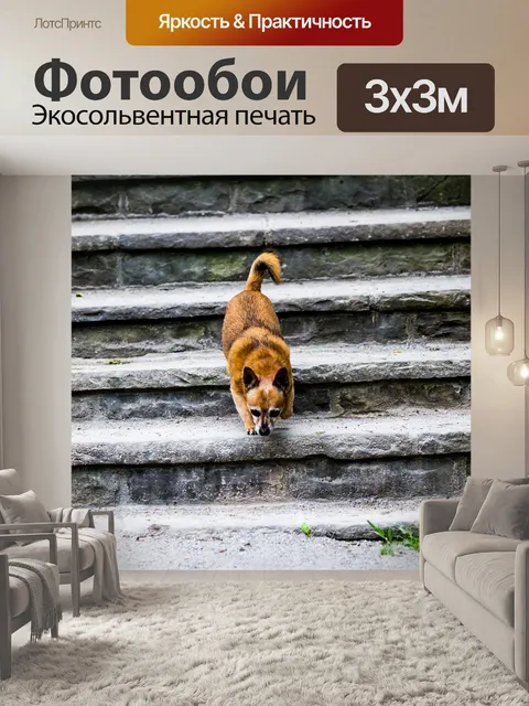 Фотообои Собака