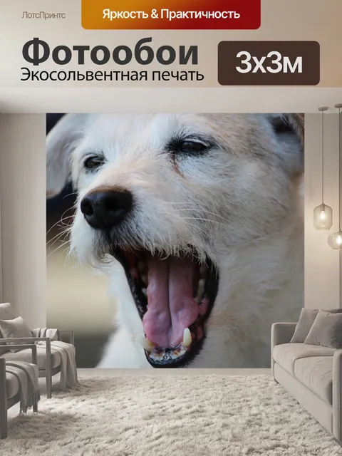Фотообои Собака