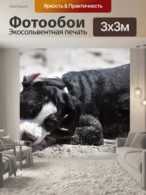 Фотообои Собака