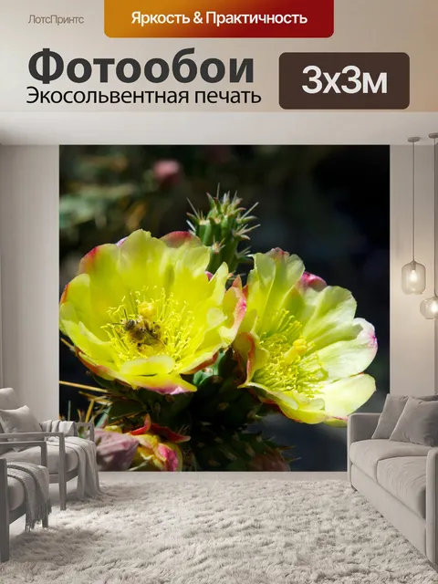 Фотообои Желтый Кактус цветут